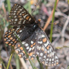 Euphydryas editha bayensis