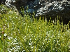 Cardamine pachystigma dissectifolia