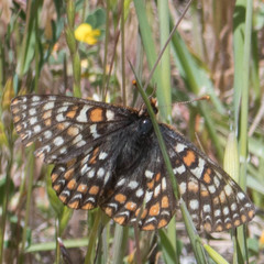 Euphydryas editha bayensis