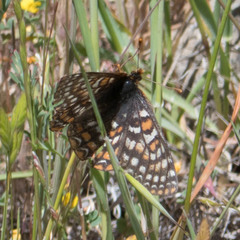 Euphydryas editha bayensis