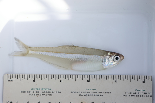 Anchovy (Anchoa compressa) — Engraulidae