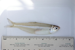Deepbody Anchovy photo 3