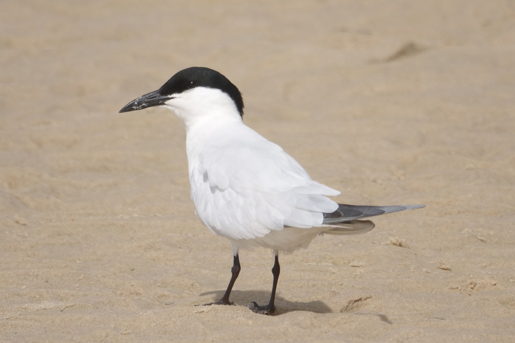 Australian Tern photo