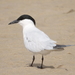 Australian Tern - Photo (c) wingspanner, some rights reserved (CC BY-NC), uploaded by wingspanner