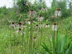 Echinacea sanguinea