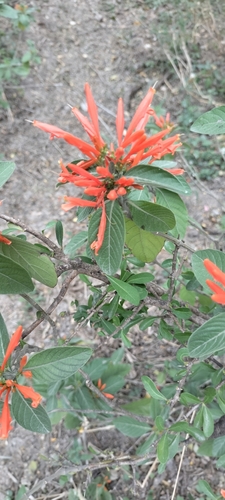 Image of Justicia spicigera by (c) Tereso Hernández Morales, some rights reserved (CC BY)