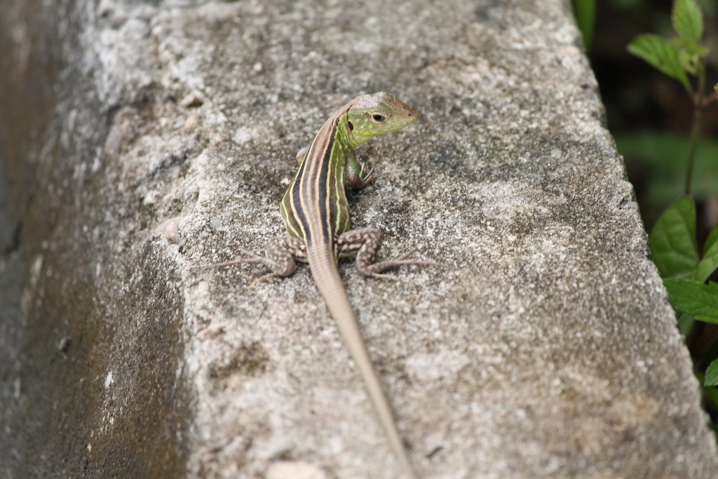Cryptic Racerunner