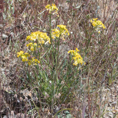 Erysimum franciscanum