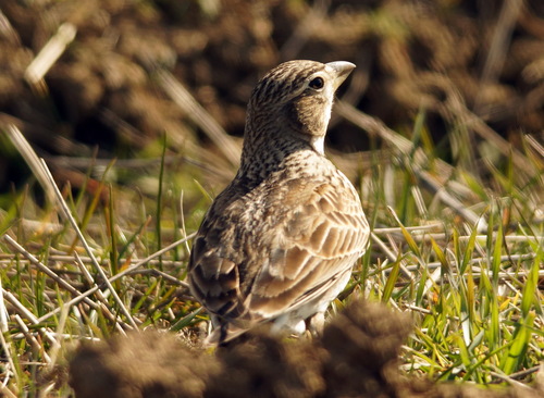 Calandria común (Melanocorypha calandra)