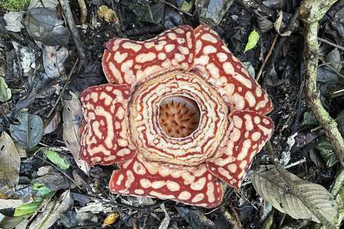 Rafflesia pricei (Rafflesia pricei)