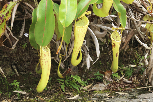 Nepenthes chaniana