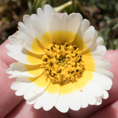 Layia gaillardioides