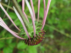 Echinacea sanguinea