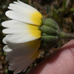 Layia gaillardioides