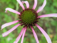 Echinacea sanguinea