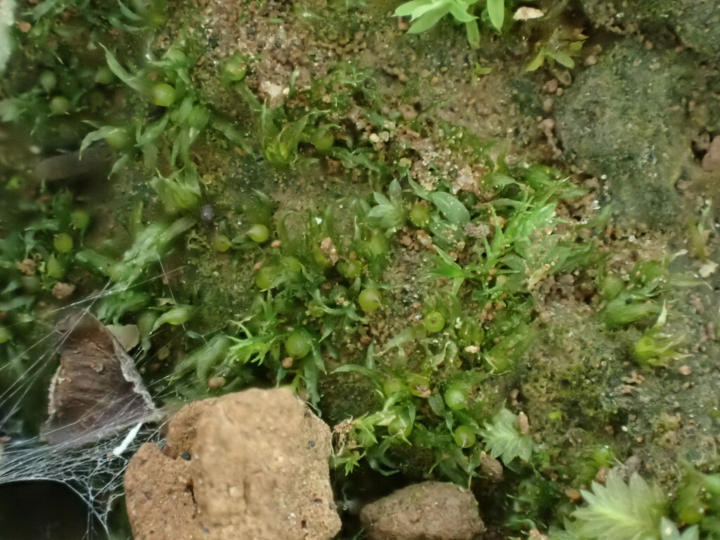 Microbryum floerkeanum