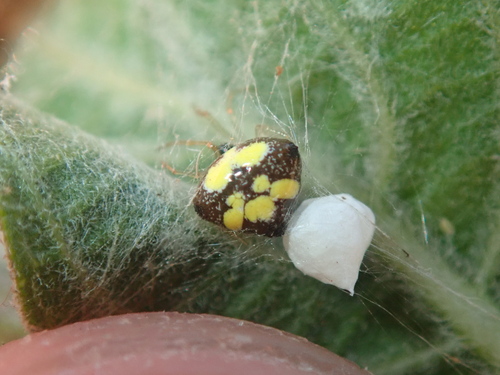 Theridula multiguttata