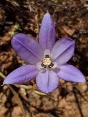 Brodiaea terrestris terrestris