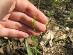 Arabis pycnocarpa adpressipilis