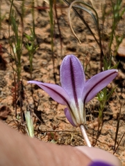 Brodiaea terrestris terrestris