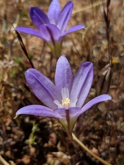 Brodiaea terrestris terrestris