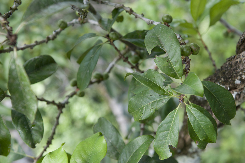 Doliocarpus paraensis