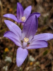 Brodiaea terrestris terrestris
