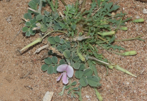 Indigofera nephrocarpoides