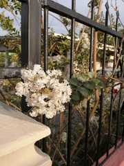 Lagerstroemia