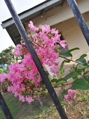 Lagerstroemia