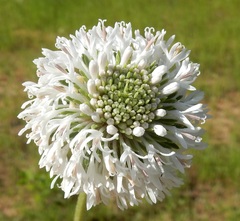 Marshallia caespitosa