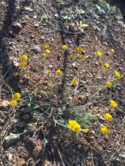 Chaenactis glabriuscula heterocarpha