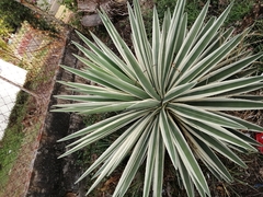 Angiospermae