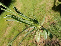 Marshallia caespitosa
