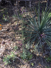 Boechera californica