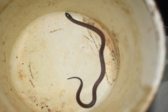 Atractus