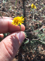 Chaenactis glabriuscula heterocarpha