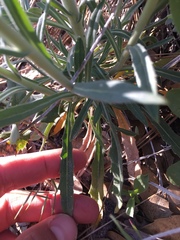 Boechera californica