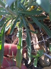 Boechera californica