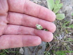 Myosotis macrosperma