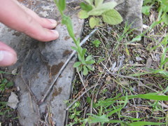 Myosotis macrosperma