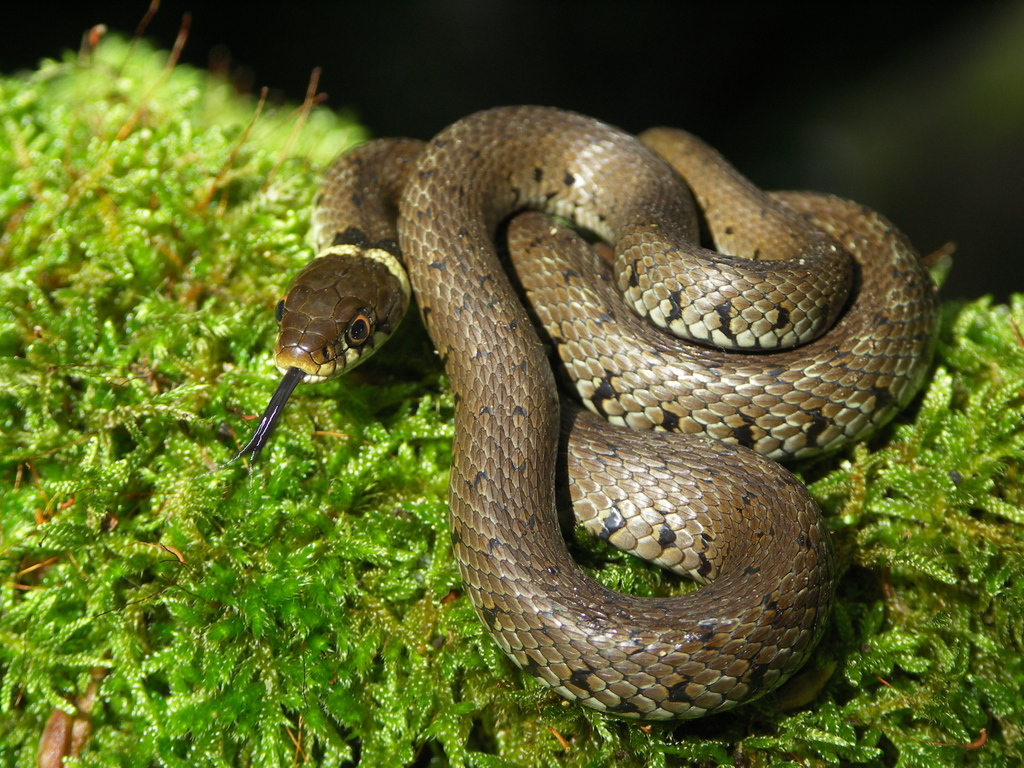 Barred Grass Snake