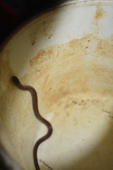Atractus