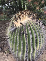 Echinocactus