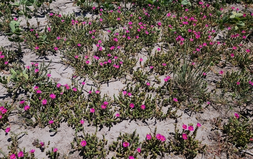 Portulaca gilliesii, photograph 5