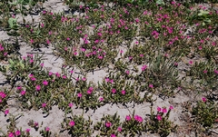 Portulaca gilliesii, photograph author not stated, no rights reserved