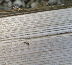 Liometopum occidentale