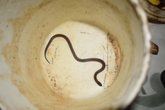 Atractus