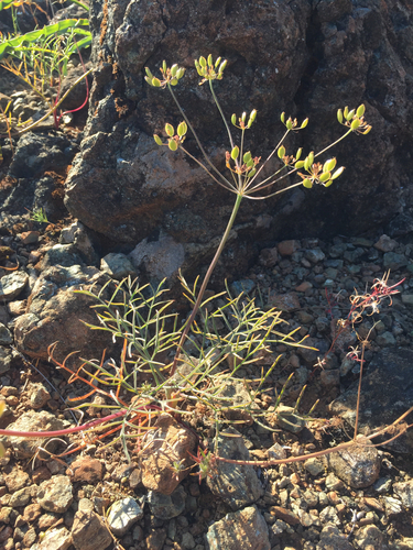 Lomatium marginatum var. purpureum