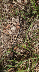Thamnophis butleri